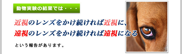 動物実験の結果では…近視のレンズをかけ続ければ近視に、遠視のレンズをかけ続ければ遠視になるという報告があります。